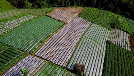 Point-of-view-drone-video-of-beautiful-green-vegetable-plantation-on-the-hill-with-a-farmer-is-work-hoeing-on-it