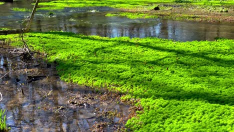 Hellgrünes-Moos-Auf-Einem-Glatten-Und-Friedlichen-Fluss-In-Kentuckys-Feuchtgebiet,-Das-Sich-Neigt,-Um-Mehr-Moos-Zu-Enthüllen