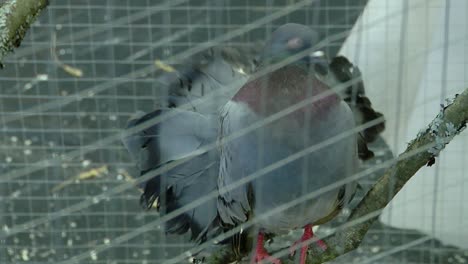 The-carrier-pigeon-sits-in-a-cage