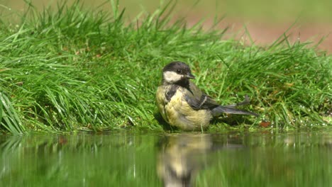 Low-close-up-shot-of-a-great-tit-bathing-on-the-grassy-edge-of-a-pond-on-a-bright-sunny-day-then-flying-off,-slow-motion