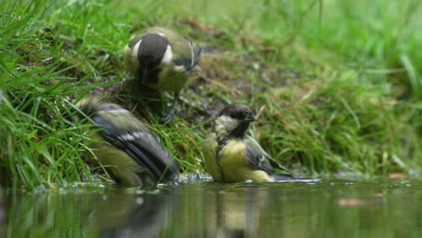 Low-close-up-shot-of-three-Great-Tits-on-the-grassy-edge-of-a-shaded-pond-splashing-and-bathing-in-the-water