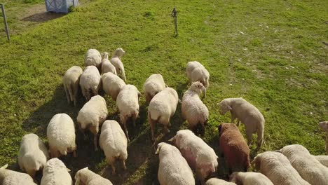 Schafe-In-Einem-Feld-In-Der-Camargue