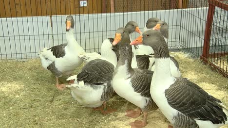 The-geese-of-Kurland-pose-beautifully