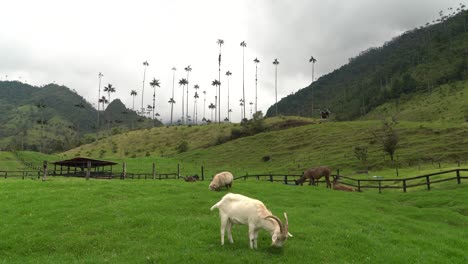 Ziege-Weidet-Auf-Gras-Im-Cocora-Tal,-Kolumbien