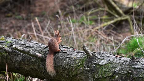 Süßes-Rotes-Eichhörnchen,-Das-Sich-Von-Nüssen-Aus-Einem-Umgestürzten-Baum-Im-Wald-Ernährt