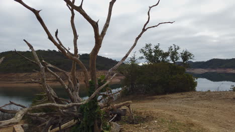 Toter-Baum-Auf-Dem-Brett-Eines-Einzugsgebiets-Im-Süden-Oder-Portugal