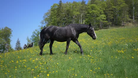 Close-up-shot-of-black-horse-walking-over-grass-field-and-yellow-flowers-in-summer---slow-motion-tracking-shot