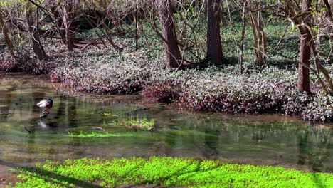 Relaxing-natural-stream-flowing-in-wetland-with-bright-green-moss-panning-left-to-reveal-duck