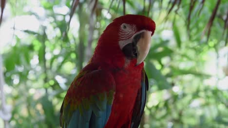 Papagei-Auf-Einer-Insel-In-Den-Philippinen