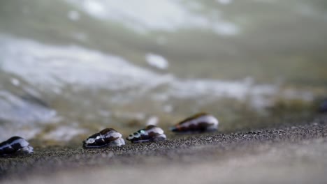Slow-motion-of-snail-moving-on-riverside
