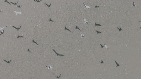 Luftaufnahmen-In-Zeitlupe-Zoomen-Aus-Möwen-Heraus,-Die-Von-Einem-Strand-In-Costa-Mesa,-Kalifornien,-Fliegen