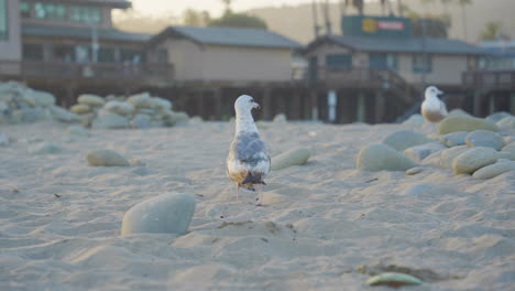 Tracking-shot-of-Seagull-walking-along-the-Ventura-Beach-with-large-rocks-surrounding-it-located-in-Southern-California