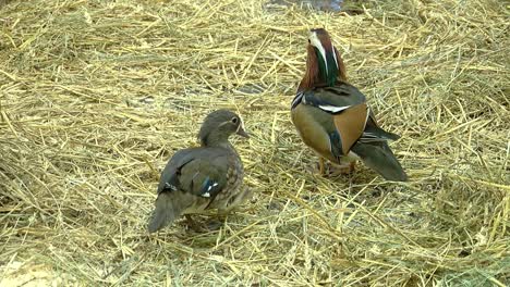 Mandarin-duck-and-gray-duck-are-friendly
