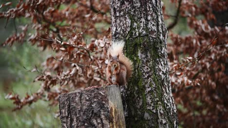 Cute-Red-Squirrel-eating-nuts-on-a-tree-stump-in-the-middle-of-the-forest
