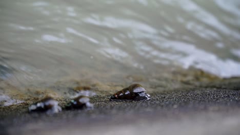 Slow-motion-video-of-river-snails-on-the-river