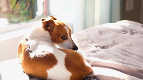 Jack-Russell-basking-in-afternoon-sun,-yawns-and-grooms-itself