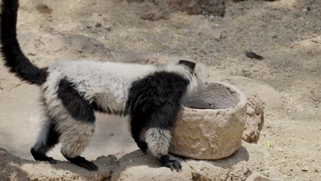 Black-and-white-Ruffed-Lemur-Drinking-Water-On-Stone-Basin