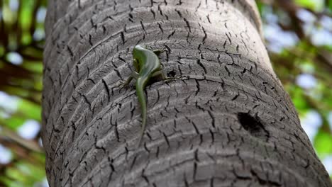 Green-lizard--moving-on-a-tree,-Philippines