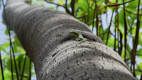 Green-lizard-on-a-tree-in-Philippines