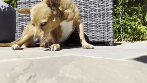 Süßer-Brauner-Hund,-Der-An-Einem-Sonnigen-Tag-In-England-In-Der-Sonne-Chillt-Und-Schläft
