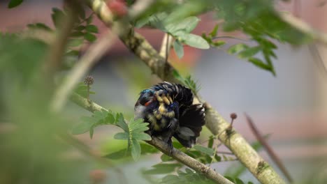 Un-Pájaro-Solar-Púrpura-Juvenil-Acicalándose-Las-Plumas-Mientras-Se-Sienta-En-Un-árbol