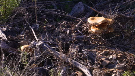 big-mushrooms-in-a-natural-park