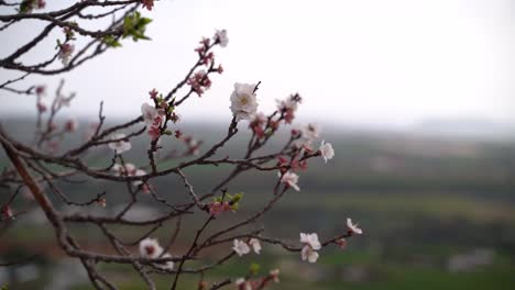 Sakura-cherry-blossoms-starting-to-blossom-on-tree-with-landscape-in-background