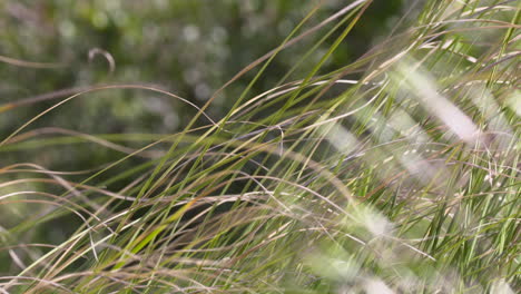feather-grass-in-the-wind-at-the-shoreline-of-a-big-lake-with-blurred-out-background