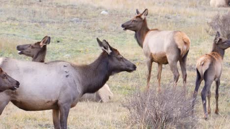 Herde-Weiblicher-Wilder-Elche,-Die-Gras-Kauen,-Während-Sie-Auf-Einer-Wiese-Im-Rocky-Mountain-National-Park,-Colorado,-Stehen