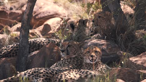 Four-cheetahs-lying-on-rocks-in-tree-shade-in-african-sun