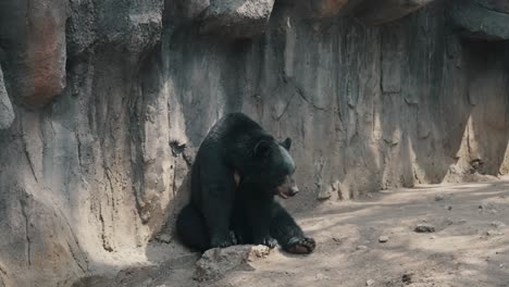 Isolated-Black-Bear-Sitting-And-Resting-On-The-Ground