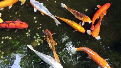 Koi-fish-swimming-in-a-wishing-pond