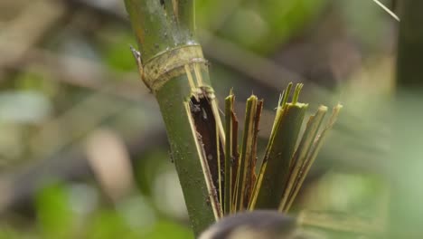 Ein-Kapuzineraffe-Beißt-Die-Seite-Eines-Bambusbaums-Auf,-Um-Darin-Ein-Ameisennest-Zu-Fressen