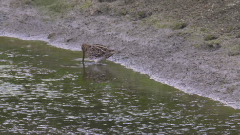 great-snipe-wading-bird-foraging-in-the-water-of-a-large-pond