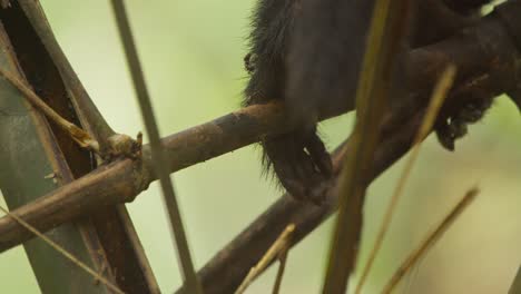 A-slow-motion-shot-of-a-capuchin-monkery-on-a-limb-picking-ants-off-its-fur-and-eating-them,-close-up-follow-shot