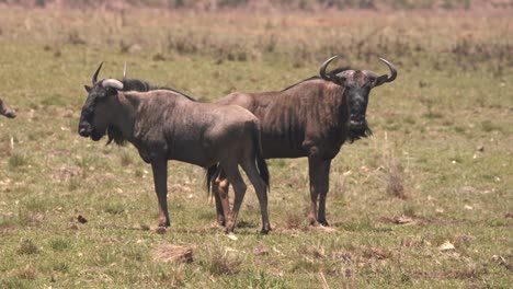 Two-wildebeests-standing-back-to-back,-warthog-striding-behind