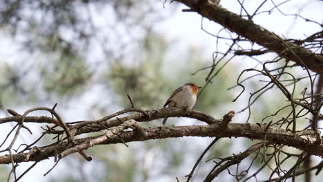 European-red-robin-singing-on-a-branch-in-spring-time