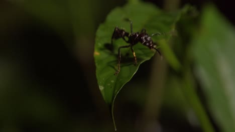 A-large-army-ant-walks-along-a-twig-and-the-green-leaf-that-it-is-attached-to,-close-up-following-shot