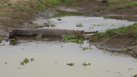 Un-Cocodrilo-Gavial-Descansando-Medio-Sumergido-En-La-Orilla-De-Un-Río-En-El-Parque-Nacional-De-Chitwan-En-Nepal