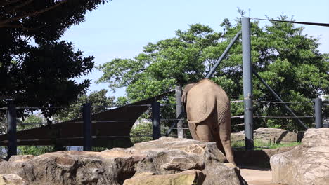Elephant-in-it's-enclosure-on-a-sunny-day-at-Taronga-Zoo,-Sydney-Australia