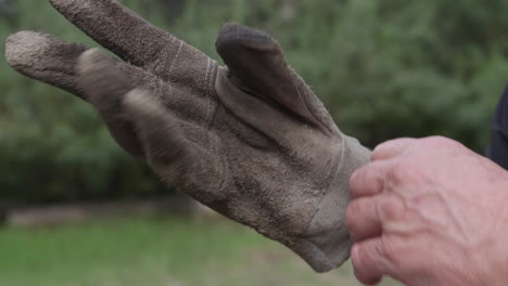 Male-hand-putting-a-dirty-gardening-glove-onto-the-right-hand-outdoors