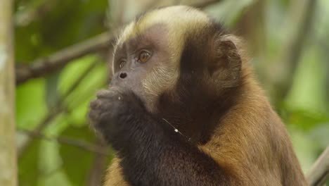 Capuchin-monkey-eats-and-chews-on-fruit-as-it-sits-in-a-tree,-close-head-shot