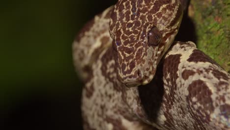 Slider-head-shot-of-a-Amazon-tree-boa-with-green-background