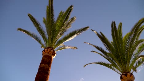 Looking-up-towards-beautiful-palm-trees-against-blue-sky