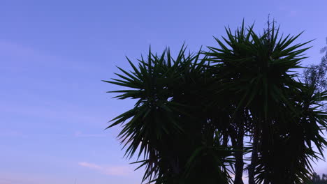 Yucca-tree-against-the-evening-sky