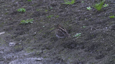 a-geat-snipe-on-the-river-bank