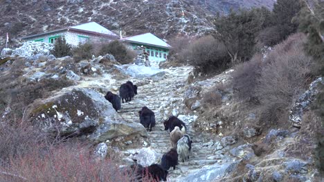 A-train-of-yaks-walking-up-a-series-up-steps-in-the-trail-to-Everest-Base-Camp