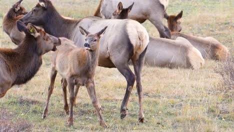 Elchweibchen-Stillt-Ihr-Kalb-Und-Baby-Leckt-Zange,-Während-Mutter-Mit-Ihrer-Herde-In-Der-Wildnis-Des-Rocky-Mountain-Nationalparks-Weggeht