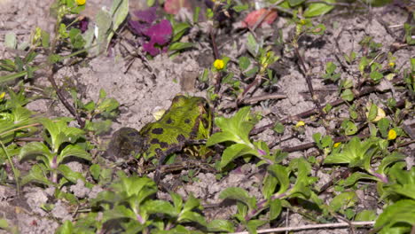 Rana-Verde-Ibérica-Pelophylax-Perezi-Sentada-Al-Borde-Del-Estanque