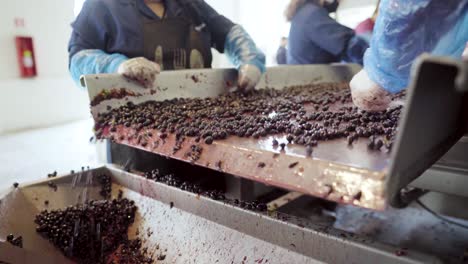 Falling-area-of-a-sorting-table-with-three-women-extracting-the-waste,-wine-process